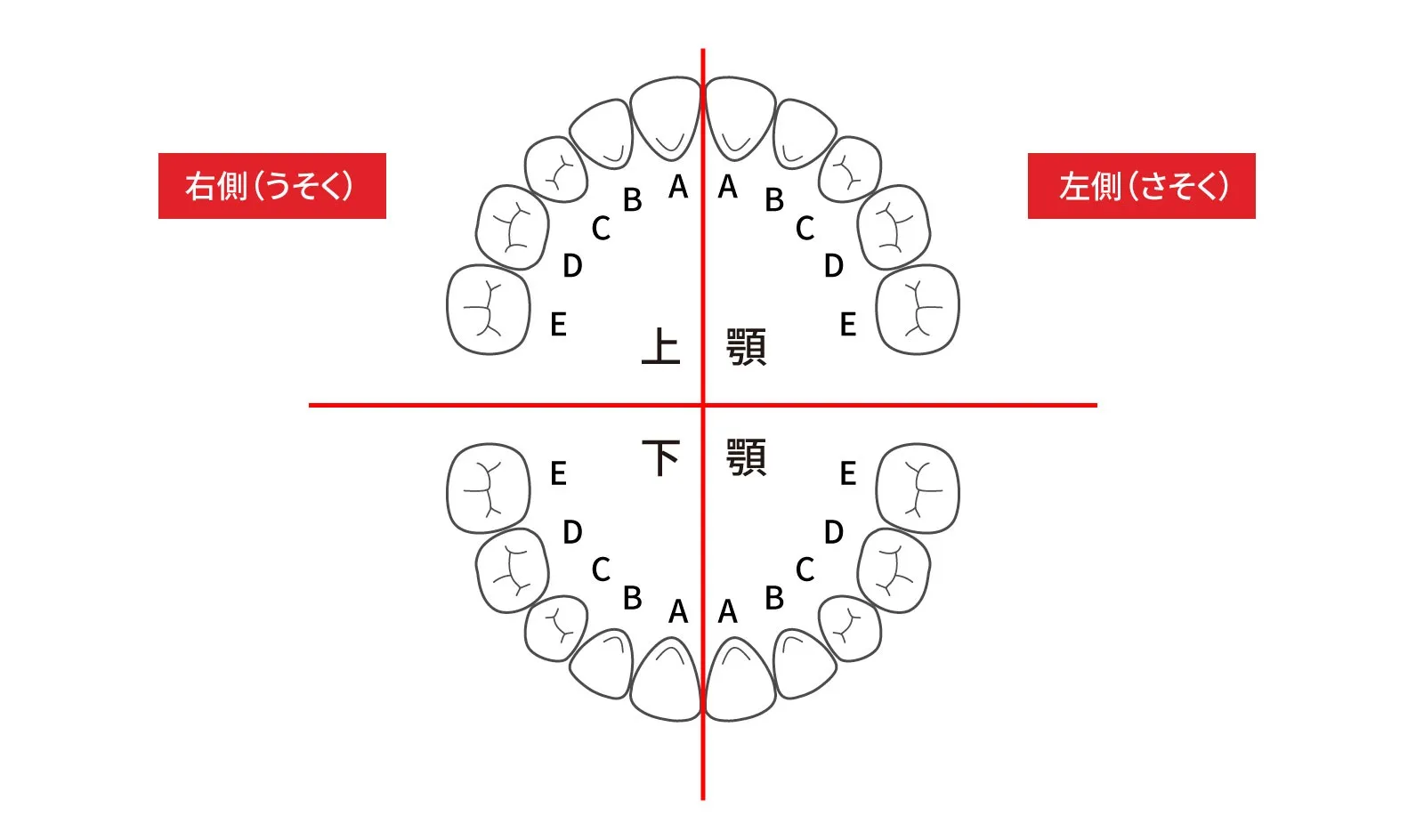 【歯科助手向け】乳歯の歯式の書き方